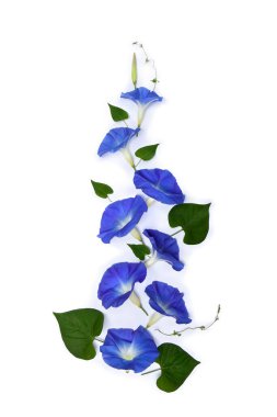 Blue flowers Ipomoea ( bindweed, moonflower, morning glories ) on a white background with space for text. Top view, flat lay clipart