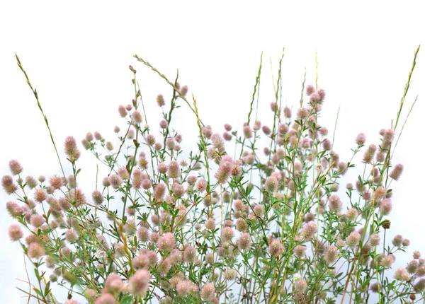 Flores Silvestres Inflorescência Rosa Uma Panícula Prado Fundo Branco Verão — Fotografia de Stock