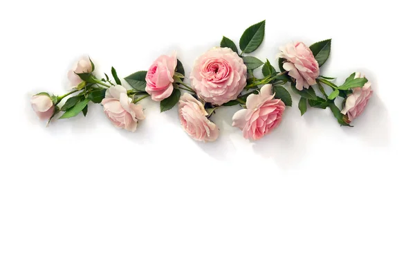 Flores Rosas Rosadas Con Hojas Sobre Fondo Blanco Con Espacio —  Fotos de Stock