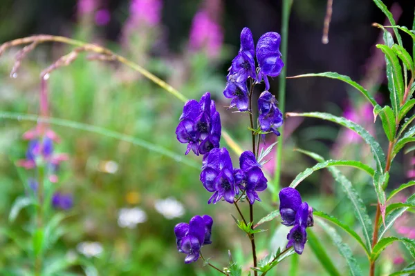 Violette Blauwe Bloemen Aconitum Aconiet Monnikskap Wolvenbanaan Luipaardbanaan Muisbanaan Koningin — Stockfoto