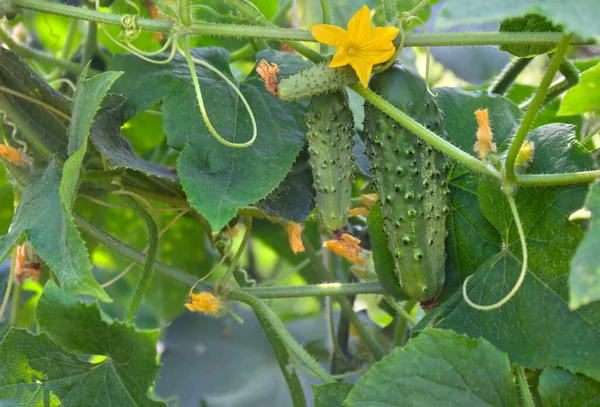 Flores Frutos Maduros Pepinos Colgados Huerta —  Fotos de Stock