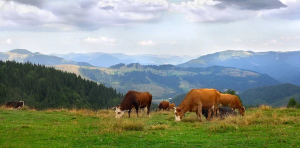 Коровы Лугу Горах Фоне Облачного Неба — стоковое фото