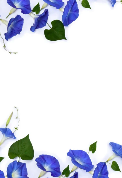 Mavi çiçekli bir çerçeve olan Ipomoea (bindweed, ay çiçeği, sabah zaferleri) beyaz bir arkaplanda yazı için yer açmaktadır. Üst manzara, düz uzanma