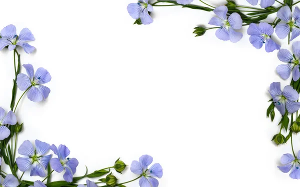 Quadro Flores Azuis Linho Cápsulas Com Linho Semente Linum Usitatissimum — Fotografia de Stock