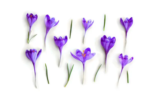 Фіолетові Крокуси Білому Тлі Весняні Квіти Вид Зверху Плоский Ліжко — стокове фото