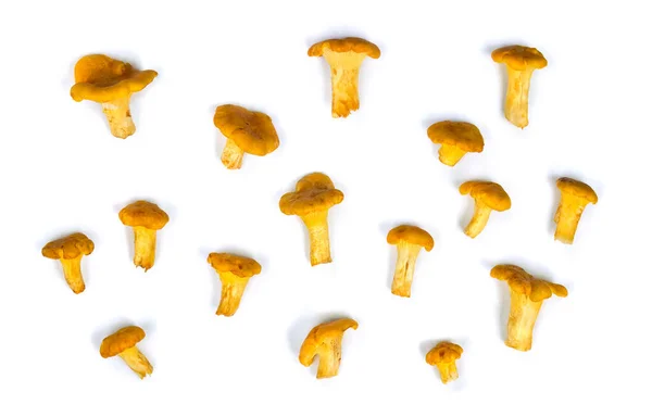 Champiñones Cantarelas Frescas Crudas Cantharellus Cibarius Sobre Fondo Blanco Setas — Foto de Stock