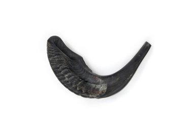 Beyaz arkaplanda Shofar (korna) ve metin için boşluk. Üst manzara, düz yatış. Koçboynuzu Yahudi yılbaşında Rosh Ha Shana 'ya üflemek için kullanılırdı.