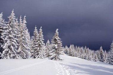 Karlı Karpatya dağlarının kış manzarası ve kar fırtınasından önce ladin ormanları