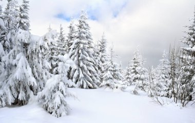 Karlı Karpatya dağlarının kış manzarası ve kar fırtınasından sonra ladin ormanları