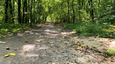 Parlak güneşin altında, yaz ormanında bir patika.