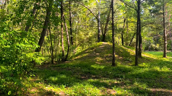 Sentiero Una Foresta Estiva Sole Splendente — Foto Stock