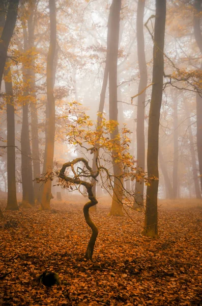 Extraño Hermoso Bosque Con Niebla Otoño — Foto de Stock