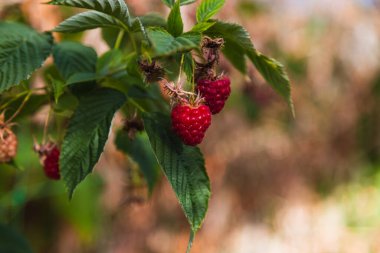 Seralarda yetişen çilek ve ahududu çiftliği