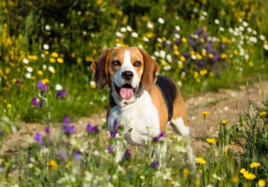 Baharda yürürken bir Beagle köpeğinin portresi.