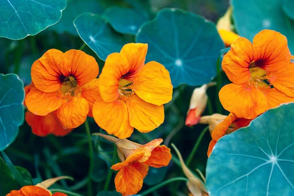 Gemeenschappelijke Nasturtium Plant Met Bloemen Groeien Tuin — Stockfoto