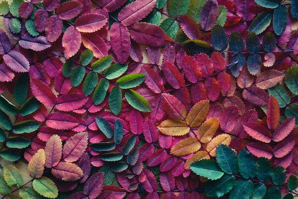 Fall leaves colorful background, various autumnal leaf colors