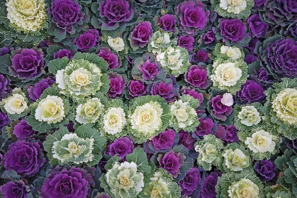 Plantas Col Ornamental Púrpura Blanca Jardín Otoño Vista Superior — Foto de Stock