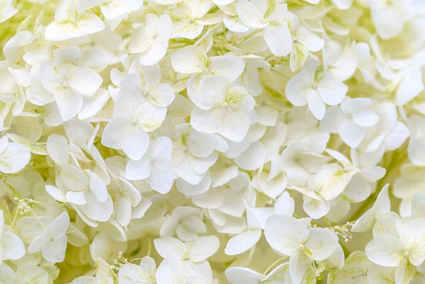 Fleurs Hortensia Blanches Comme Fond Floral — Photo