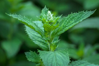 Yiyecek ve tıbbi kullanım için çiftlik bahçesinde yetiştirilen kokulu nane (Mentha spicata).