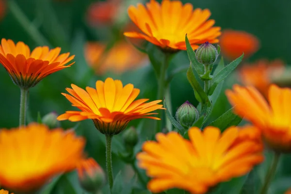 Calendula Officinalis Oranžové Květy Rostoucí Organické Byliny Farmě — Stock fotografie