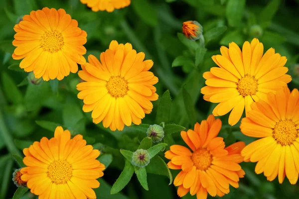 园中的万寿菊 Calendula Officinalis 从上方看 — 图库照片