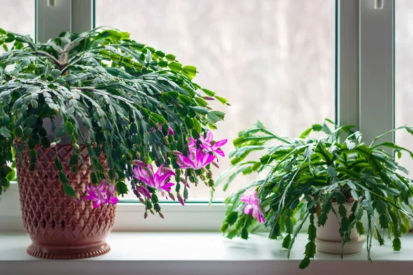 Şükran Günü kaktüsü (Schlumbergera truncata) veya pencere eşiğindeki yengeç kaktüsü bitkileri kışın çiçek açmaya başlar