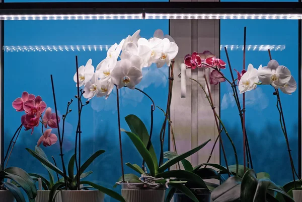 Phalaenopsis (Güve Orkidesi) bitkileri kış mevsiminde gerekli ışığı sağlamak için lamba ışığı altında pencere kenarında çiçek açarlar.