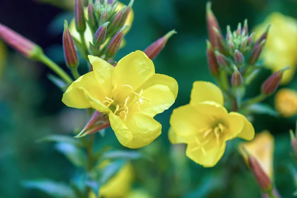 Gele Tuin Grote Bloeiende Teunisbloem Rode Teunisbloem Close — Stockfoto