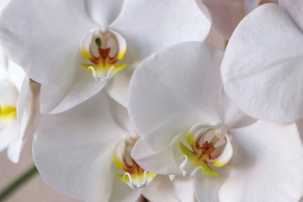 White moth orchid (Phalaenopsis amabilis (L.) Blume) closeup — Stock Image White Moth Orchid Phalaenopsis Amabilis Blume Closeup Stock Photo