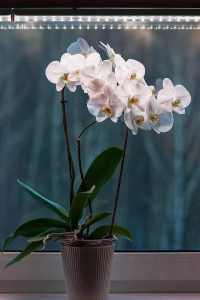 Potted moth orchid under led lamp on window sill, white Phalaenopsis amabilis blooming in winter — Stock Image Potted Moth Orchid Led Lamp Window Sill White Phalaenopsis Amabilis Stock Image