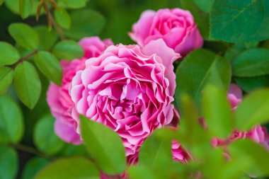 Koyu pembe güller (Meilland 'dan Leonardo da Vinci, 1993), yaz gül bahçesinde açan parlak yeşil yapraklarla çerçevelenmiştir.