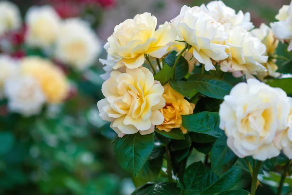 Róże Ogrodowe Delikatnym Żółtym Kamelii Różowe Kwiaty Umiarkowanie Pachnące Charlotte — Zdjęcie stockowe