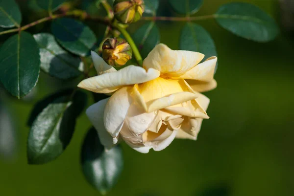 Jasnożółty Ogród Róży Khortytsya Ukraińskiej Hodowli Róży Przez Rubtsova — Zdjęcie stockowe