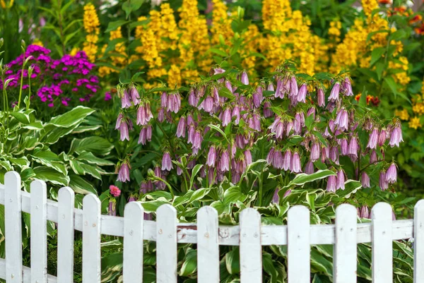 小さな白い柵で囲まれた花壇に咲く花 裏庭のプロット配置 — ストック写真