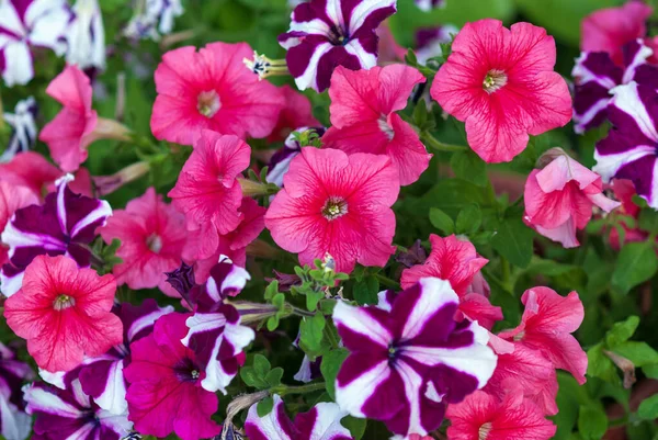 Mix Van Multiflora Petunia Bloeiend Bloementuin — Stockfoto