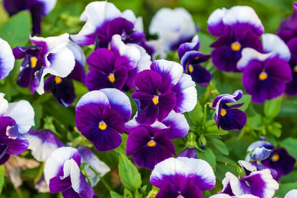 Viola Wittrockiana Inspire Beaconsfield Breed Purple White Large Flowered Garden — Stock Photo, Image