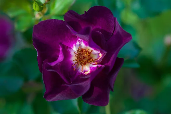 Rosa Semi Doppia Arbusto Viola Scuro Razza Route Carruth Usa — Foto Stock