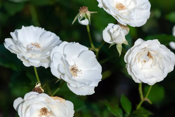 Spinnaker Amorina Czyste Białe Róże Ogrodowe Hodowane Przez Ruiter — Zdjęcie stockowe