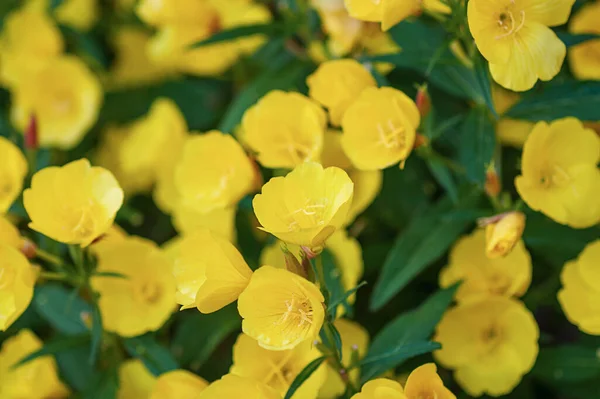 Gele Bloemen Van Narrow Leaf Avond Primrose Oenothera Fruticosa Bloeien — Stockfoto