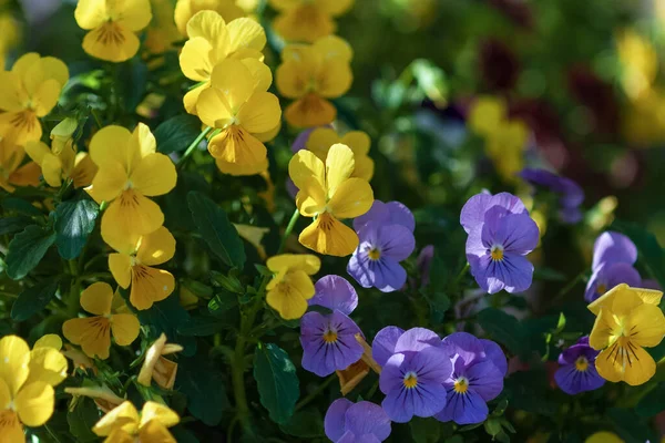 Small Yellow Purple Pansies Blooming Viola Cornuta Admire Clear Mix — Stock Photo, Image