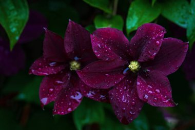 Dark rich maroon clematis flowers in water drops after rain in summer garden clipart