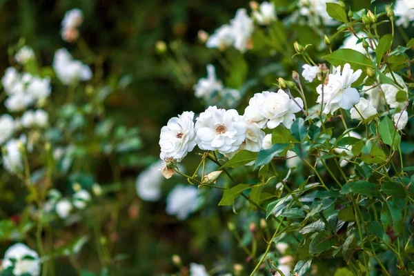 White Iseberg Roses Rose Garden Modern Cluster Flowered Korbin Floribunda — Stock Photo, Image