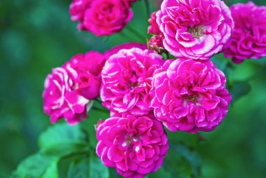 Koyu pembe Elmshorn gül çalısı çiçek açmış - Sonbaharın başlarında yeşil yapraklara karşı canlı gök mavisi pembe çiçekler