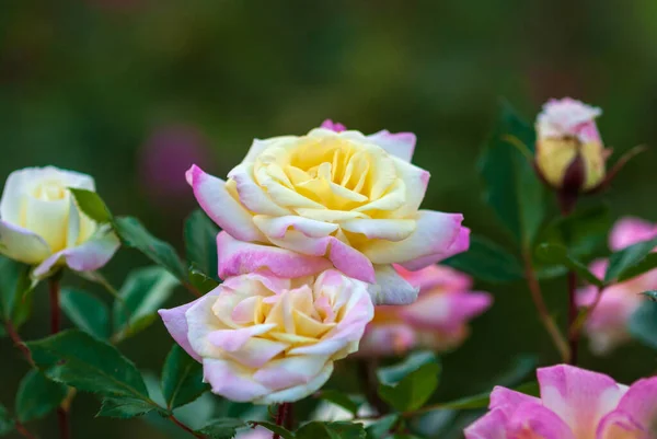 Ogrodowe Róże Kwitną Zbliżenie Żółto Różowy Music Box Rosa Baibox — Zdjęcie stockowe