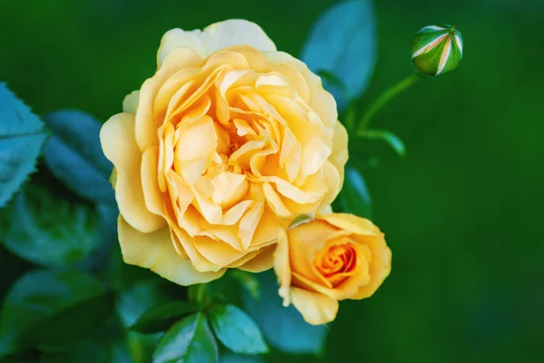 Yellow Orange Rose Blooms Garden — Stock Photo, Image