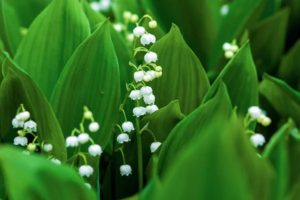 Lily Valley May Lily Convallaria Majalis Kvetoucí Deštivý Den — Stock fotografie