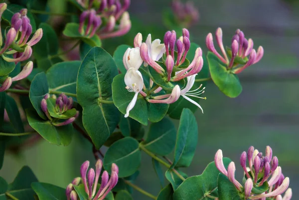 Chèvrefeuille Feuilles Chèvre Lonicera Caprifolium Plante Fleurs Gros Plan — Photo