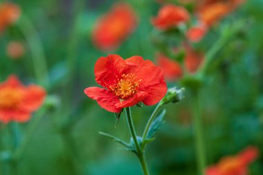 Kızıl Bulvarlar (Geum coccineum) yeşil arka planda kırmızı çiçekler