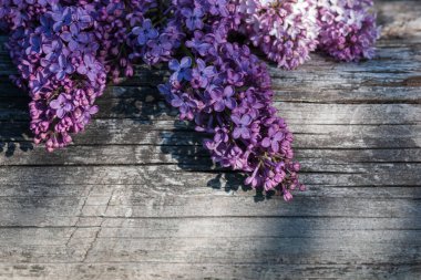Ahşap bir kütükte, ışık ve gölgeli mor leylak çiçekleri.