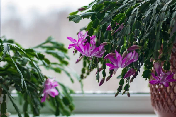 Schlumbergera truncata - Şükran Günü kaktüsü veya parlak pembe çiçekli yengeç kaktüsü kışın çiçek açmaya başlar